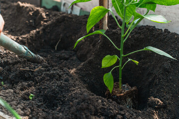 Seedlings are being prepared for planting in the greenhouse, spring planting