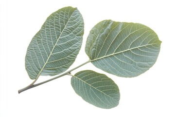 Obraz premium Light green leaves on a twig against white