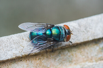 Colorful blow fly resting on a concrete surface