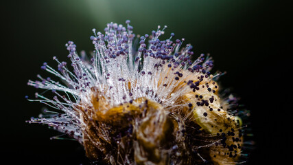 Mucor mold growing on rotten fruit with dark background