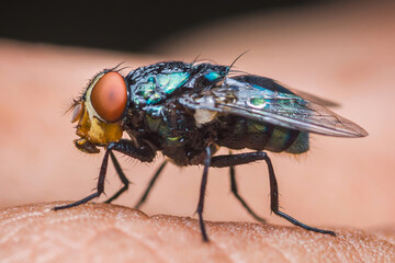 Colorful blow fly standing on human skin