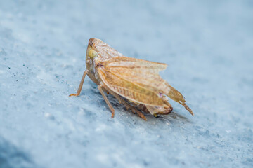 Tiny planthopper insect standing on a textured blue surface