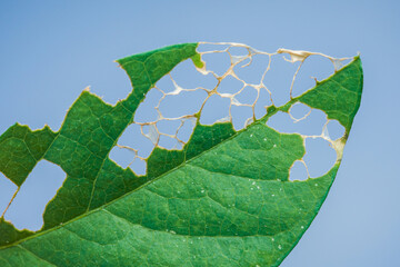 Green leaf showing damage from insects eating holes against blue sky