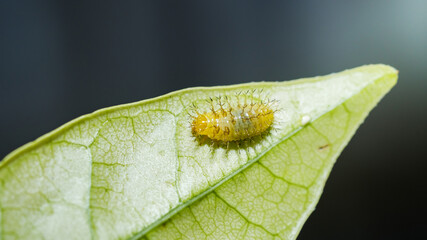 Yellow insect larva crawling on green leaf