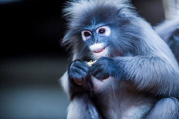 Obraz premium Phayre's leaf monkey eating and showing its teeth