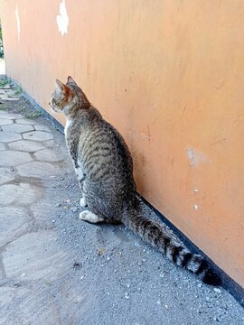 A cat defecates in the yard 