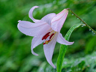 雨に濡れるササユリの花
