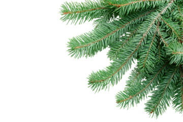 Christmas tree branches isolated on a white background displaying the rich green color and detailed texture, perfect for holiday decorations and seasonal imagery