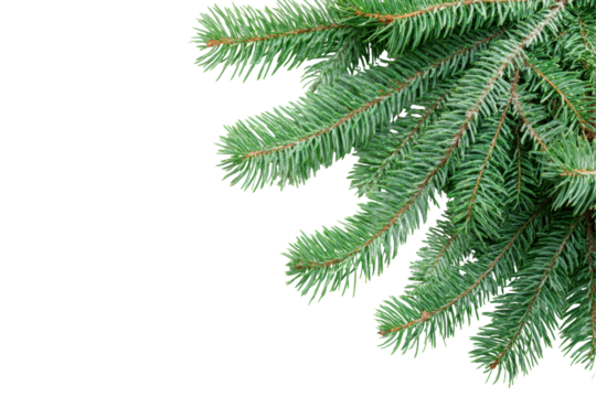 Christmas tree branches isolated on a white background displaying the rich green color and detailed texture, perfect for holiday decorations and seasonal imagery