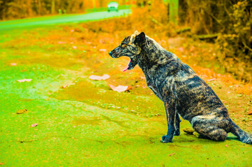 Animal Series : A striped stray dog ​​on the side of the road. A black dog sits on the street with street blurred background. A homeless dog waits for food from a kind person. A dog is yawning.