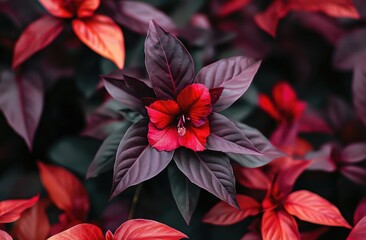 Close-up of vibrant red and dark purple foliage with flowers