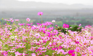 Cosmos Flower Field