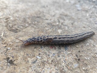 macro of a snail on the ground
