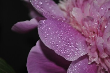 A close-up of a soft pink peony, delicately covered in dewdrops. Every petal glows with morning light, revealing nature's quiet beauty. Set against a deep black background. © P