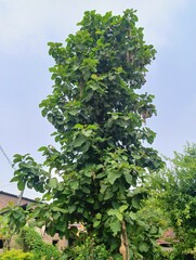 Beautiful view of tectona or teak wooden green leaf tree with bird nests in the outdoor home area in rainy day. isolated on blurry tree, plant, cloudy blue sky and rural homes nature view in backdrop.