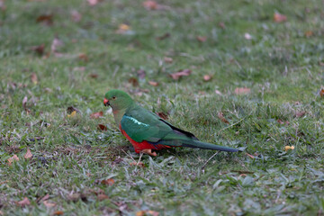 Australian female King Parrot eating on grass field in Healesville