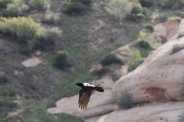 Fototapeta premium A raven flies mountainous background shallow focus