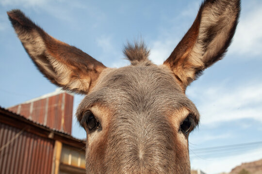 Close up view of mule looking at viewer