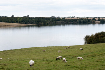Peaceful lakeside landscape with grazing sheep.