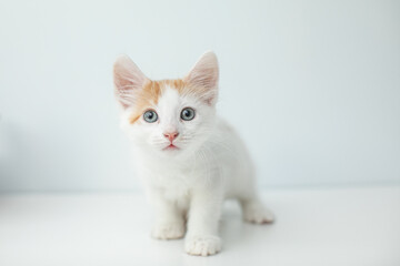 White and orange kitten on white background with copy space