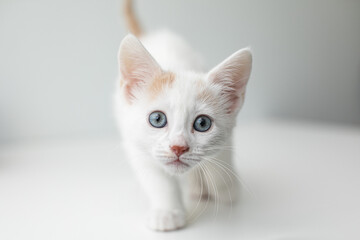 Blue-eyed white kitten walking on white background with copy space