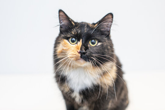 a calico cat with wide eyes and long whiskers on white background - Powered by Adobe