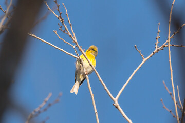 White-bellied canary bird Crithagra dorsostriata
