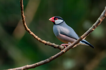 Java finch, Java sparrow, padda oryzivora, over a branch