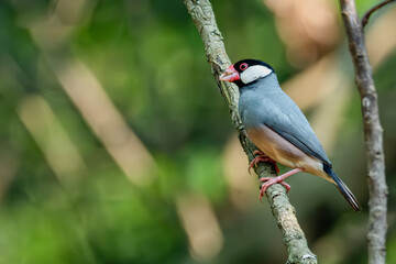 Java finch, Java sparrow, padda oryzivora, over a branch