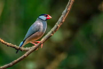 Java finch, Java sparrow, padda oryzivora, over a branch