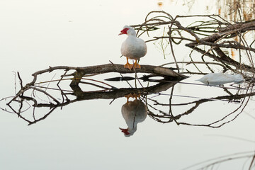 Muscovy musky barber's duck, cairina moschata Reflection in lake water