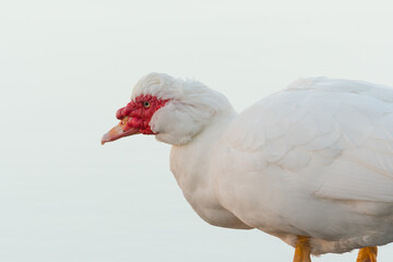 Muscovy duck, musky duck, or barber's duck, cairina moschata
