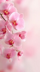 Fototapeta na wymiar Stunning photo of delicate pink soft background featuring orchid flowers Floral greeting card spring concept with Copy space.