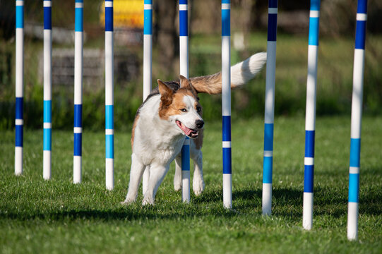An Australian cattle dog running through obstacles during.