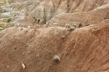Bighorn sheep and lambs grazing on ridge near Sagecreek Rim Road