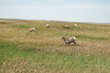 Bighorn sheep ewes and lambs run in open field, Badlands National Park