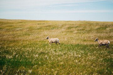 Bighorn Sheep Ewes running through open field, Badlands National Park