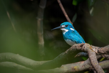 Obraz premium Small blue kingfisher really likes to perch in river