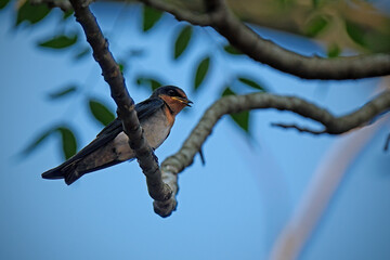 Pacific Swallow or Hill Swallow (Hirundo tahitica)