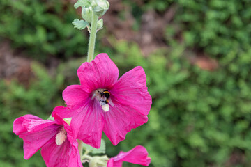 Rose tr&eacute;mi&egrave;re avec bourdon