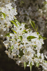 white cherry blossom