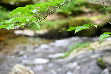 清流と新緑