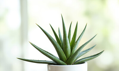 Obraz premium Aloe Vera (Aloe vera) Well-known succulent with thick, fleshy green leaves that store moisture. Grown in simple clay, ceramic,