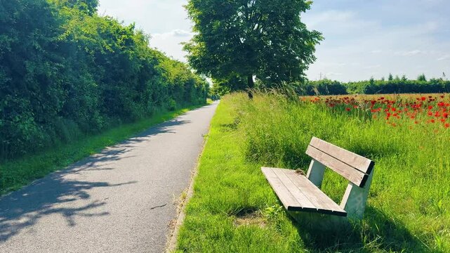 Serene park pathway lined with lush greenery and vibrant wildflowers, featuring a wooden bench inviting relaxation and contemplation in a peaceful outdoor setting