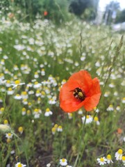 bumblebee on a red poppy with blurred daises in the background