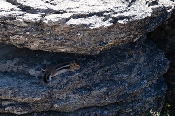 Curious chipmunk peeks from layered granite ledge along Lake Tahoe overlook trail, July 31, 2020