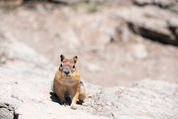 Golden-mantled ground squirrel sits upright on granite slab in bright sun, July 31, 2020