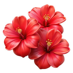 Three red hibiscus flowers isolated on transparent background