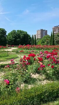 Video vertical del hermoso parque de la rosaleda en plena floraci&oacute;n a finales de primavera en la ciudad de Valladolid, Espa&ntilde;a. Sin audio