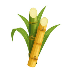 Illustration of sugarcane, isolated on white background, suitable as a packaging label for processed sugarcane products.bamboo isolated on white background